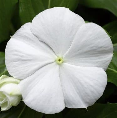 Vinca Cora XDR Cascade White