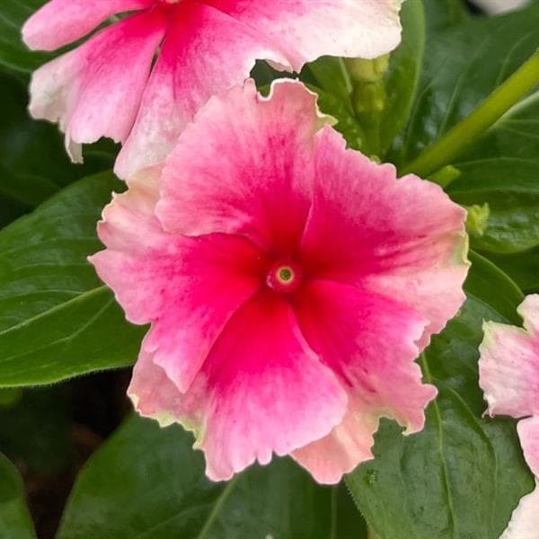 Vinca Soiree Flamenco Strawberry Picotee