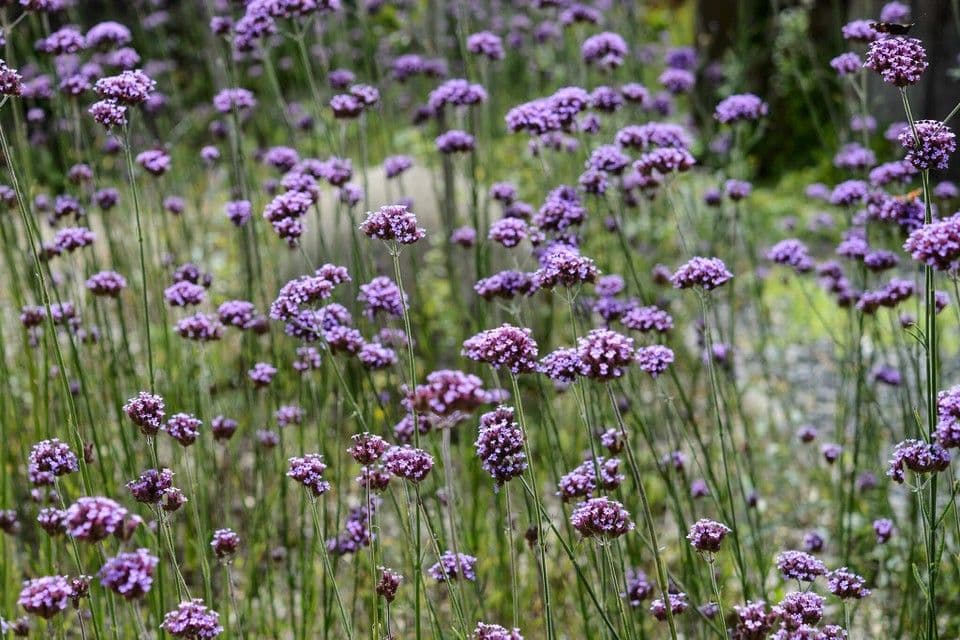 Verbena Bonariensis