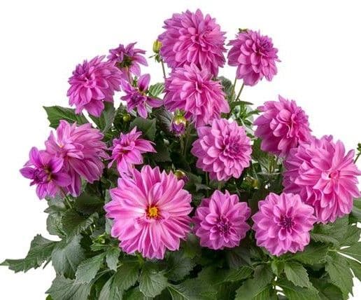 Dahlia Labella Maggiore Rose
