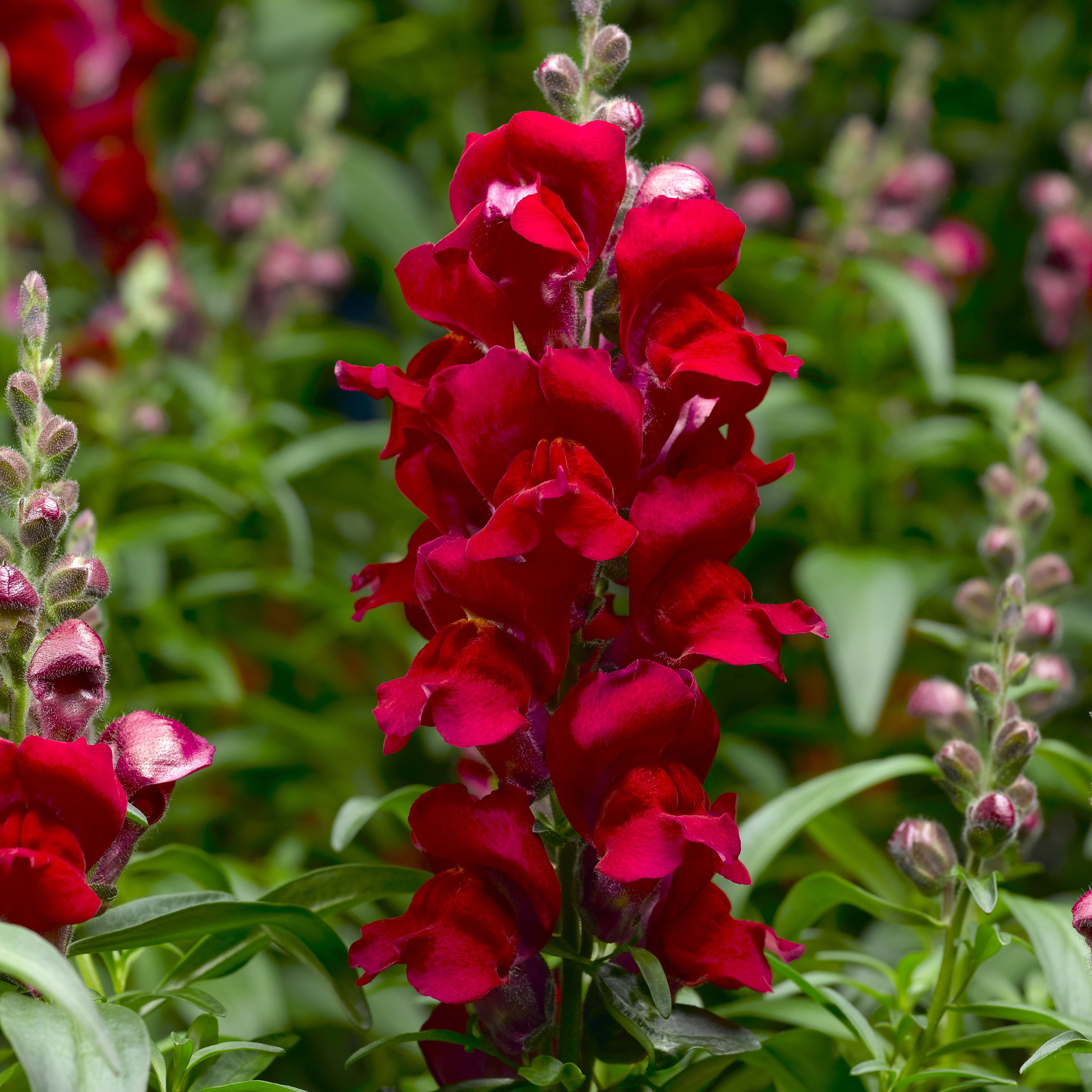 Snapdragon Snaptastic Red