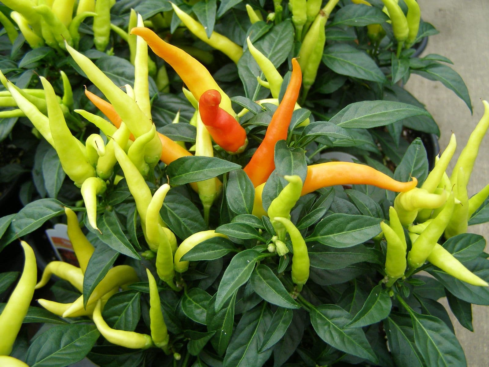 Pepper Chilly Chili