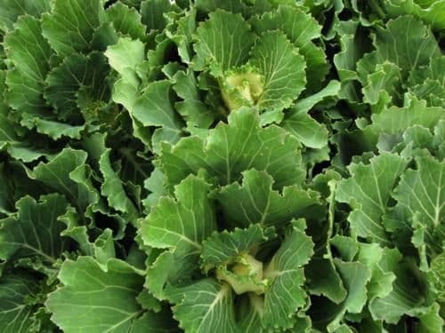 Cabbage Osaka White