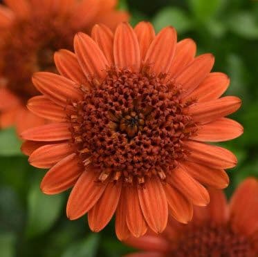 Osteospermum 4D Orange