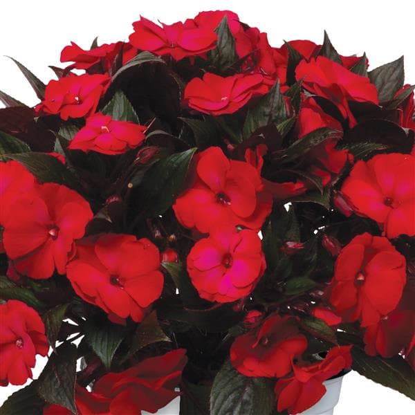 Impatiens NG Petticoat Neon Flame