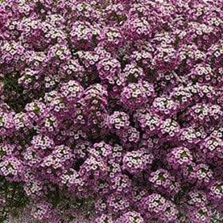 Lobularia Easy Breezy Purple