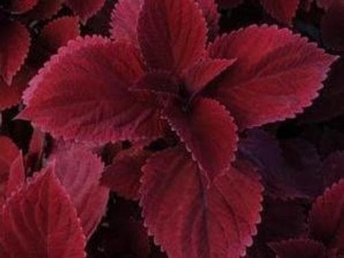 Coleus Red Head