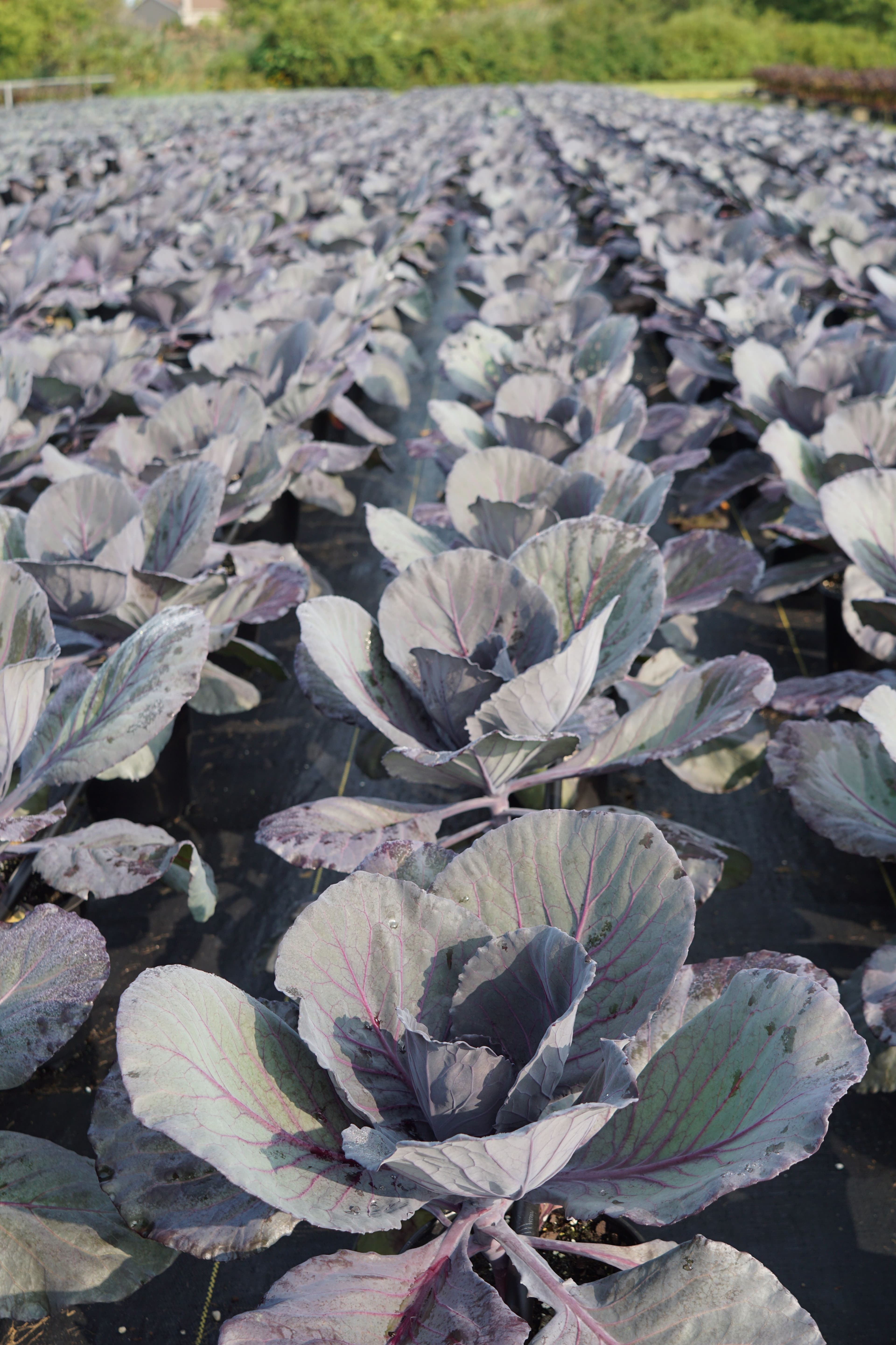 Cabbage Ruby Red Perfection