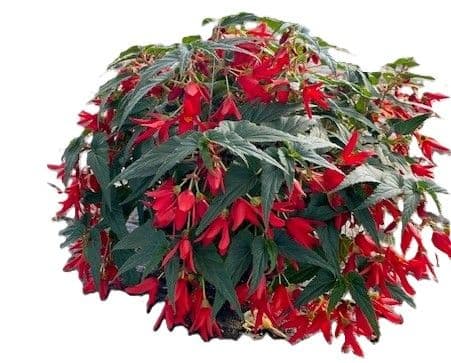Begonia Beauvilia Assorted