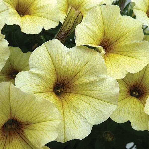 Petchoa Supercal Premium Light Yellow