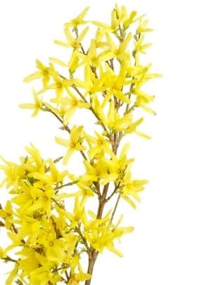 Faux Forsythia Spray Yellow 34"