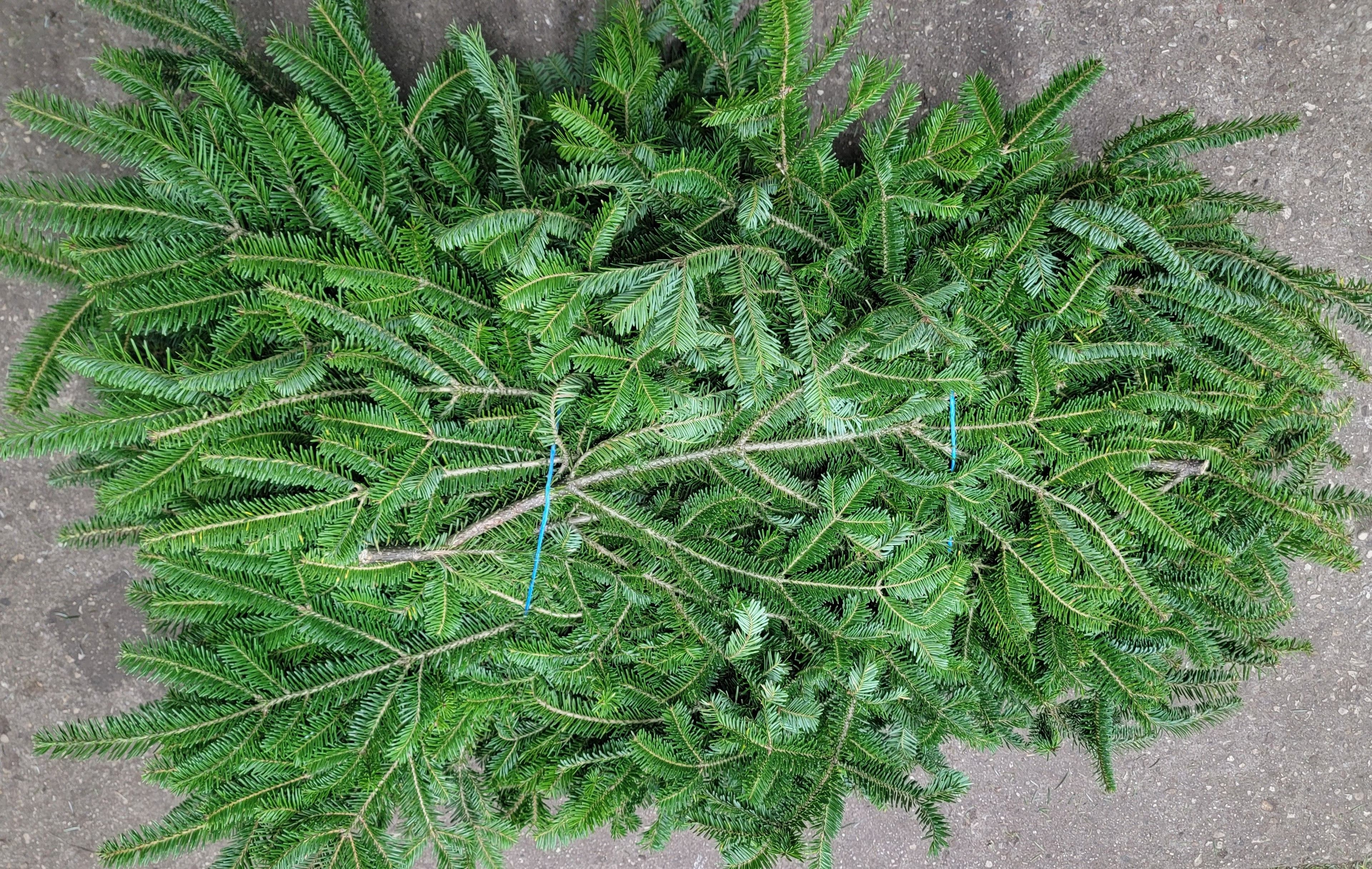 Fraser Fir Bale