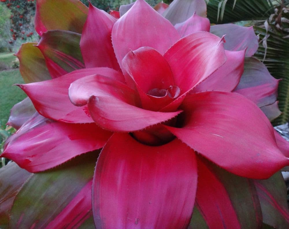 Bromeliad Neoregelia Pink
