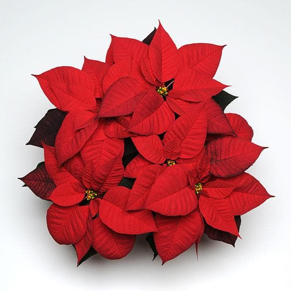 Poinsettia Noel Red 1 Branch
