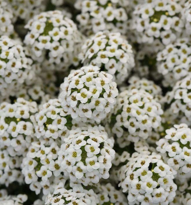 Lobularia Easy Breezy White