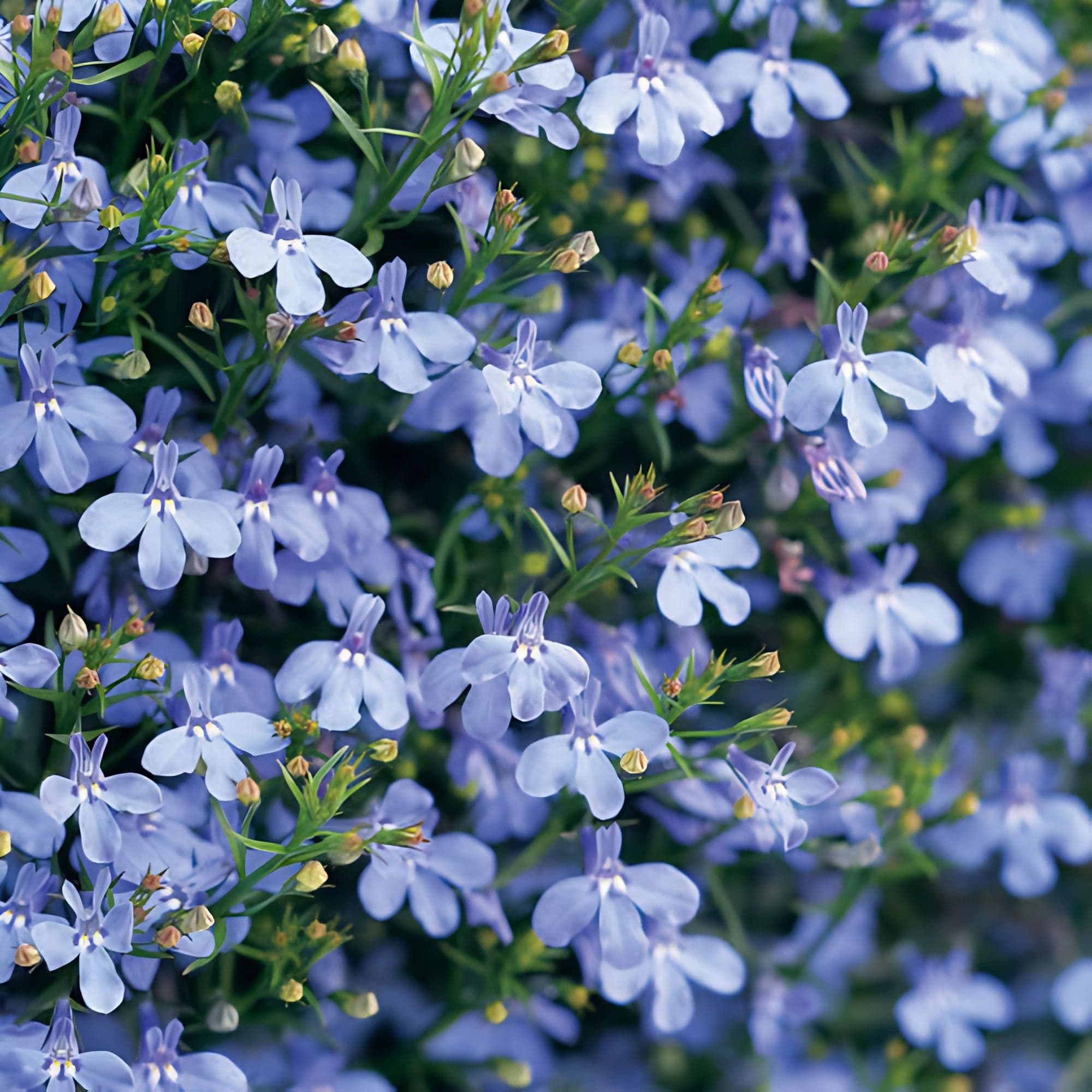 Lobelia Riviera Sky Blue