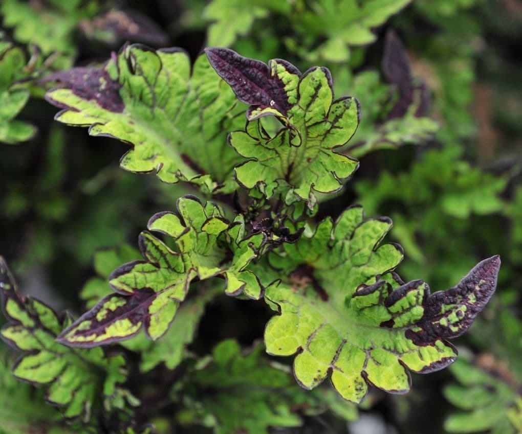 Coleus Mainstreet Rodeo Drive