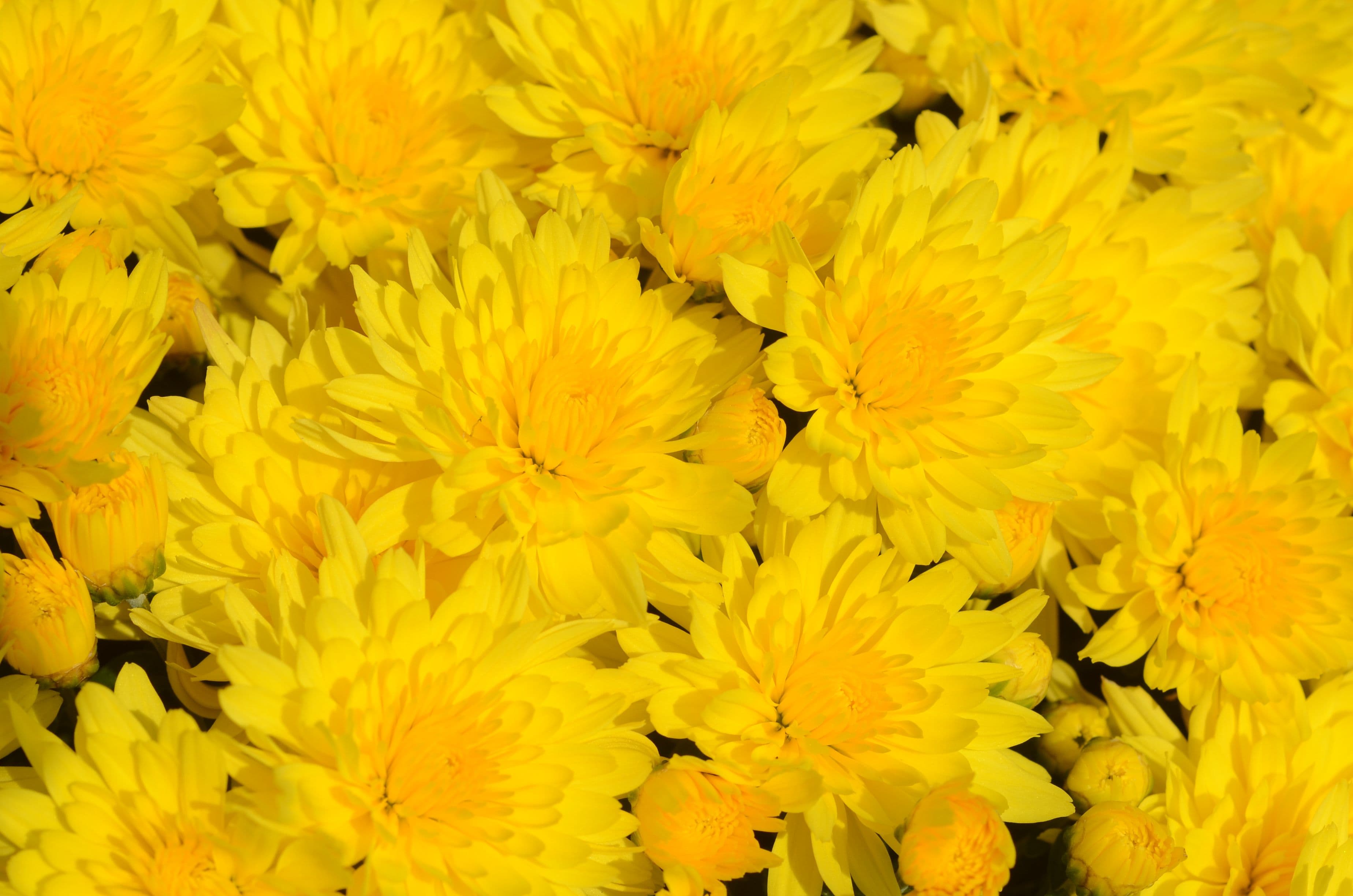 Mum Yellow