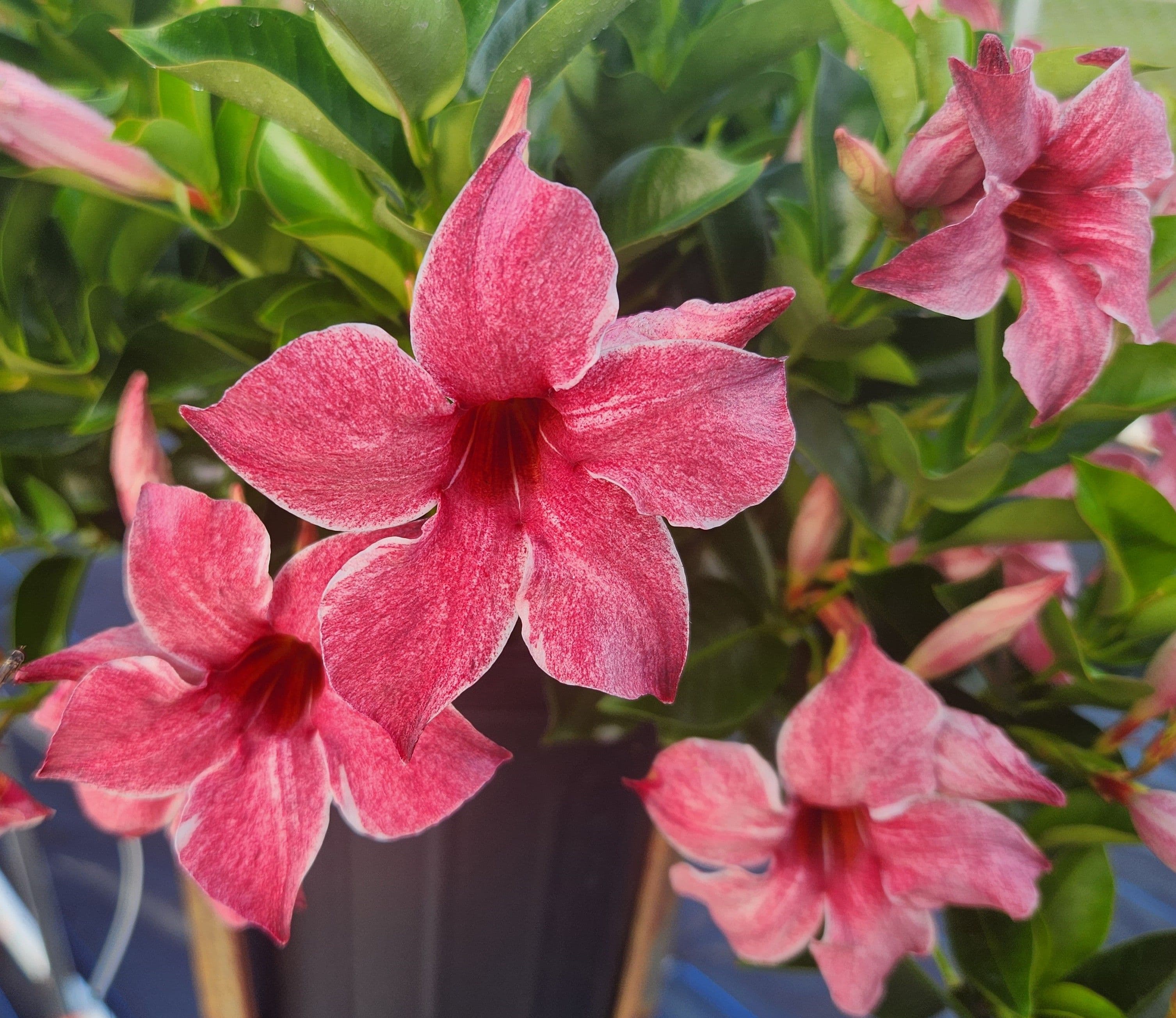 Mandevilla Sun Parasol Original XP Mauvelous
