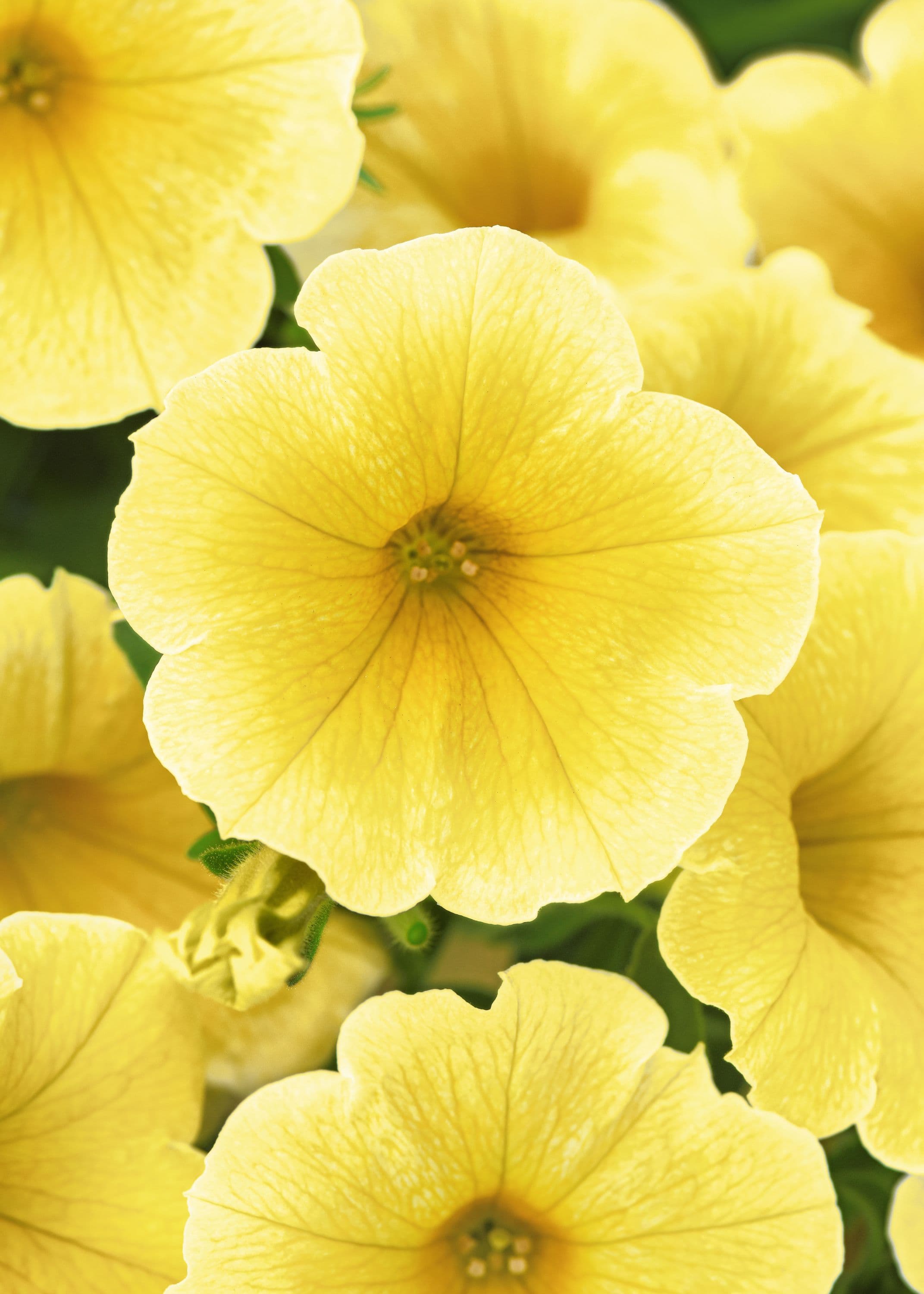 Petunia Newbee Yellow