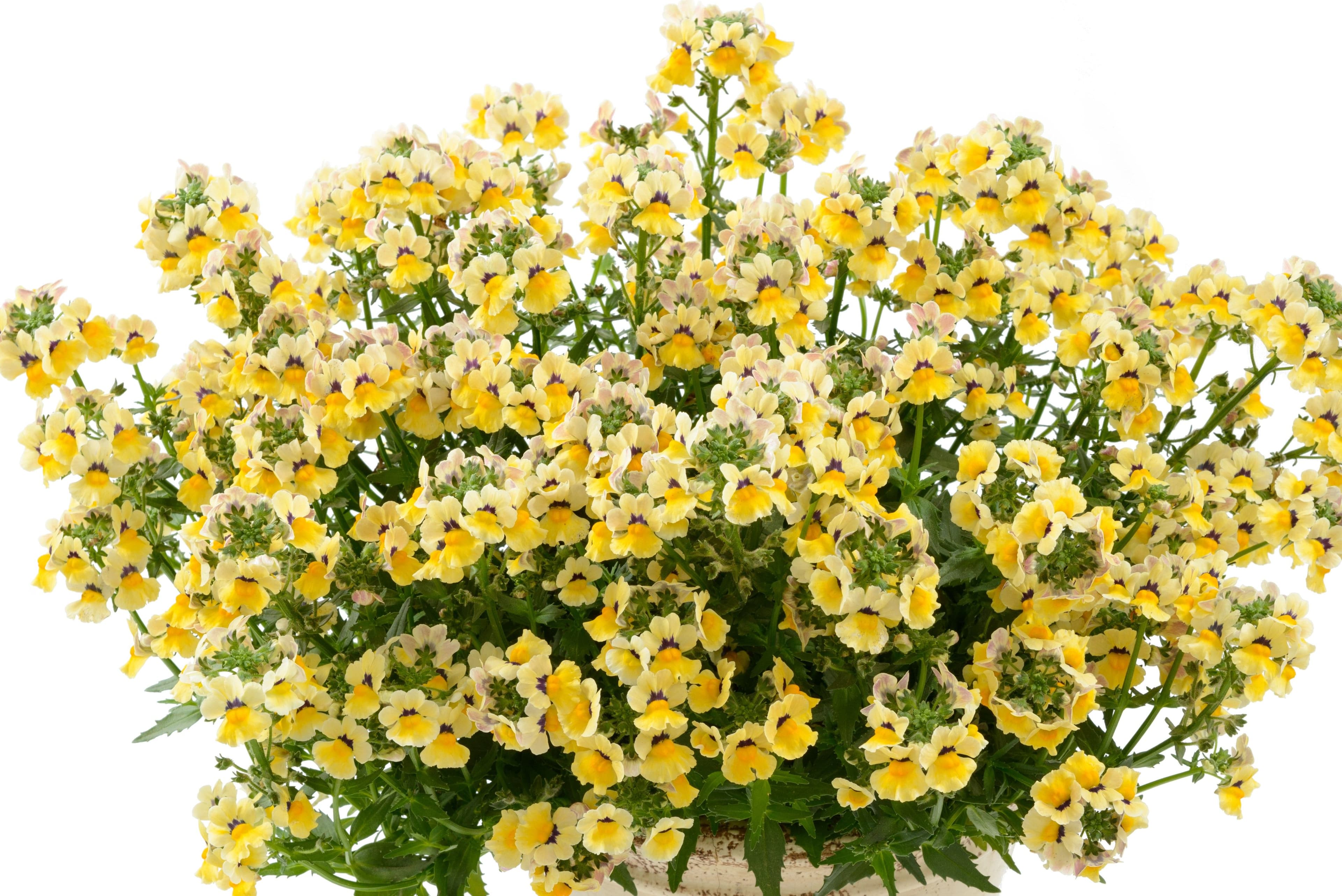 Nemesia Nesia Sunshine