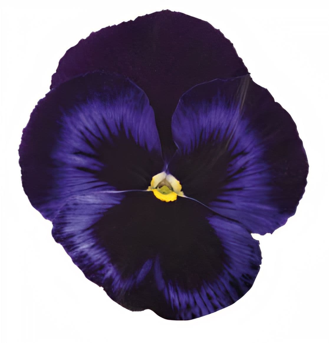 Pansy Inspire Plus Blue Velvet