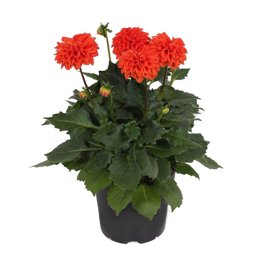 Dahlia Labella Grande Deep Orange