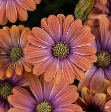 Osteospermum Besties Dynamic Bicolor