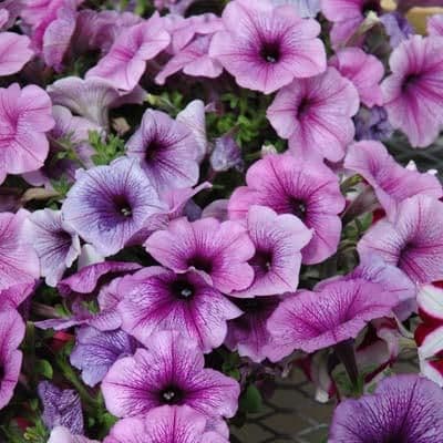Petunia Easy Wave Plum Vein