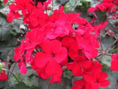 Geranium Caliente Fire