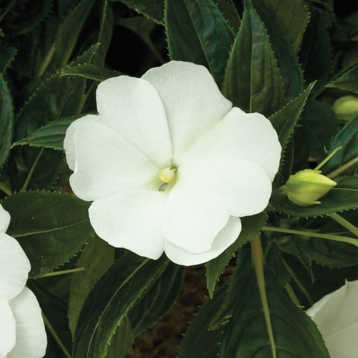 Impatiens NG Super Sonic White