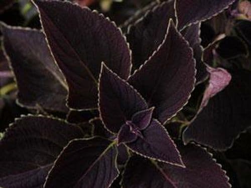 Coleus Vino