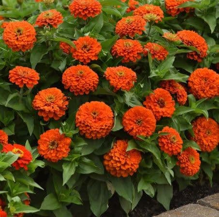 Zinnia Zesty Orange