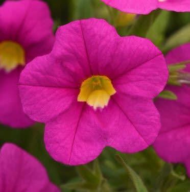 Calibrachoa MF Uno Pink