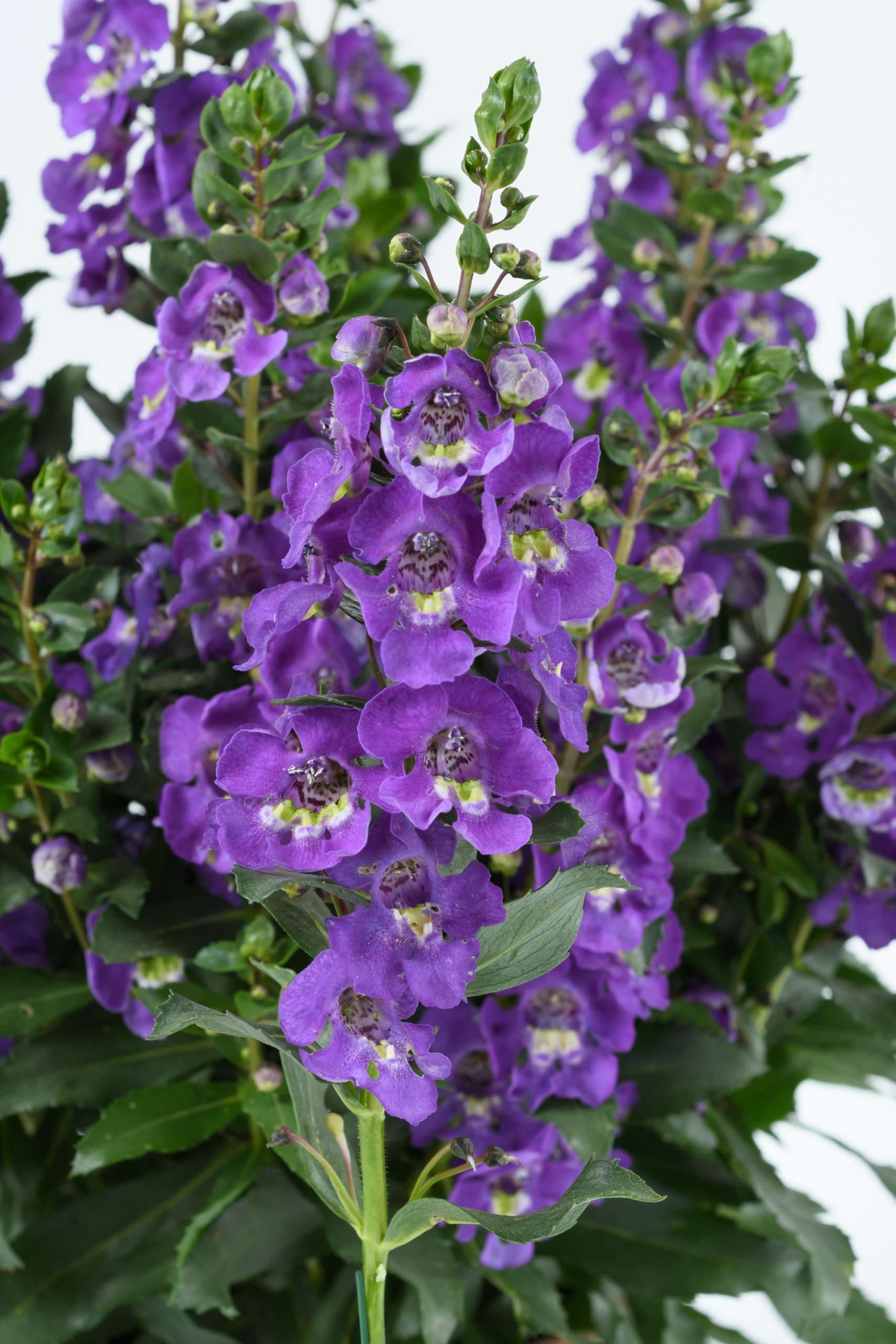 Angelonia Alonia Dark Lavender