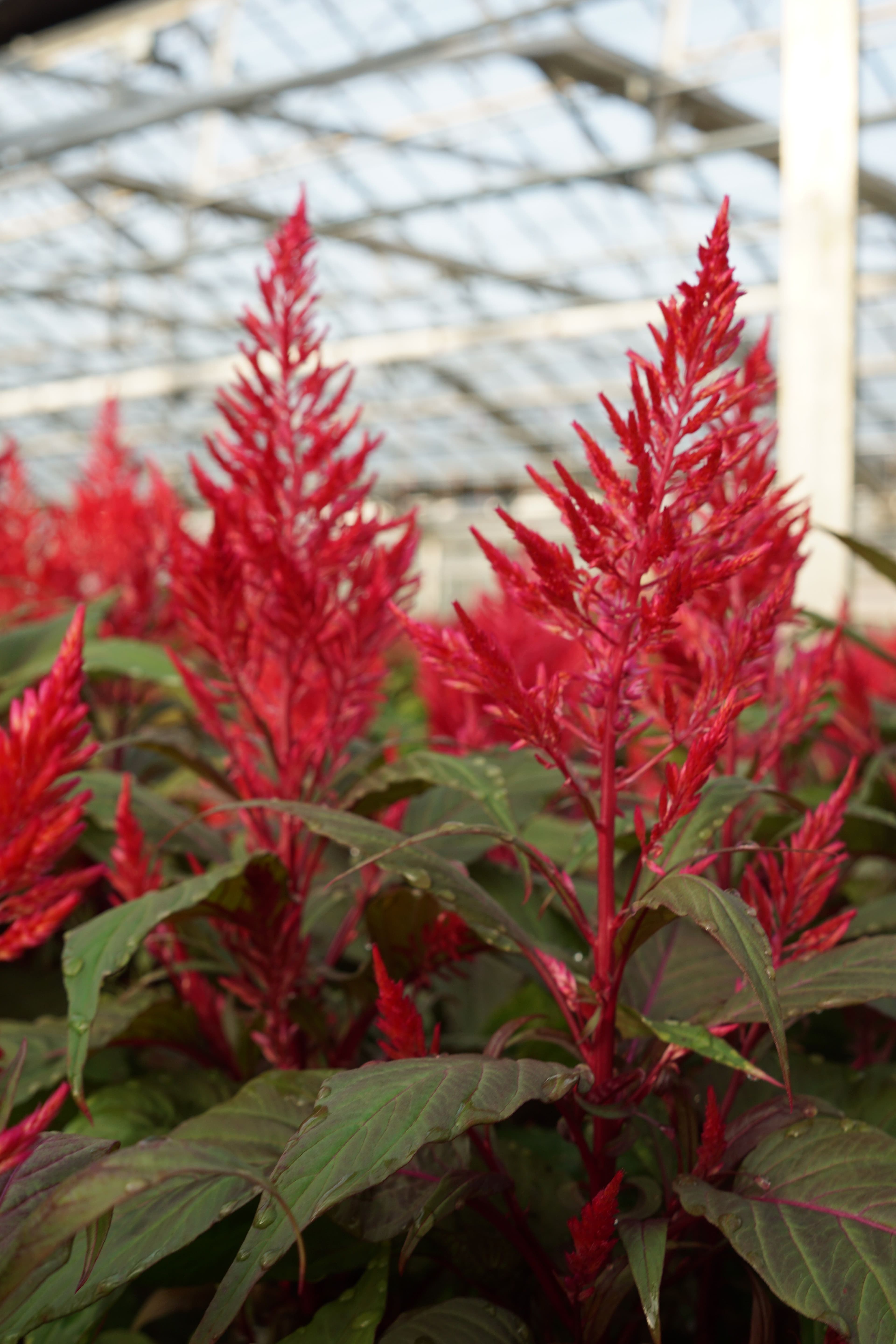 Celosia Dragons Breath