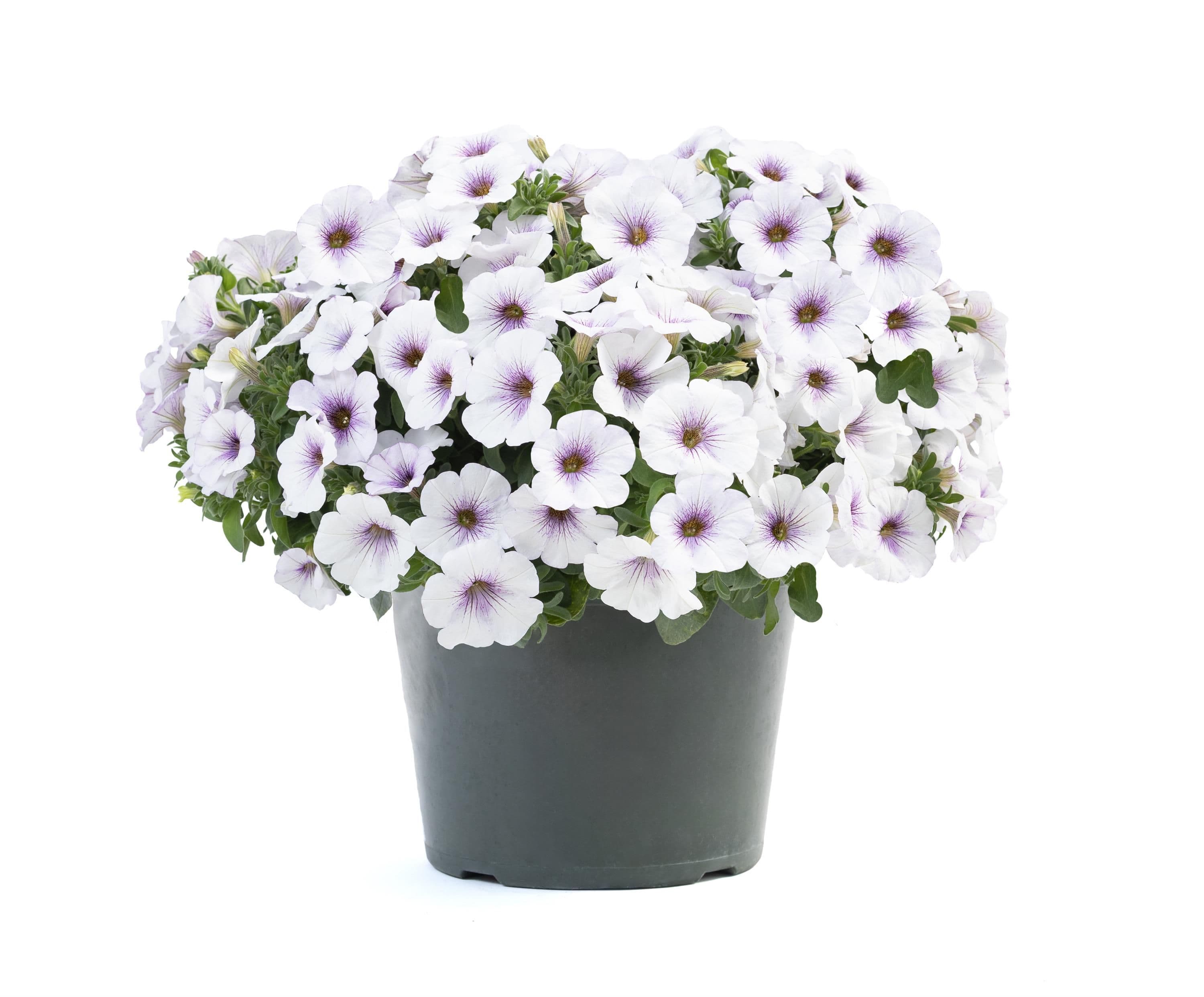 Petchoa Supercal Premium Purple Ice
