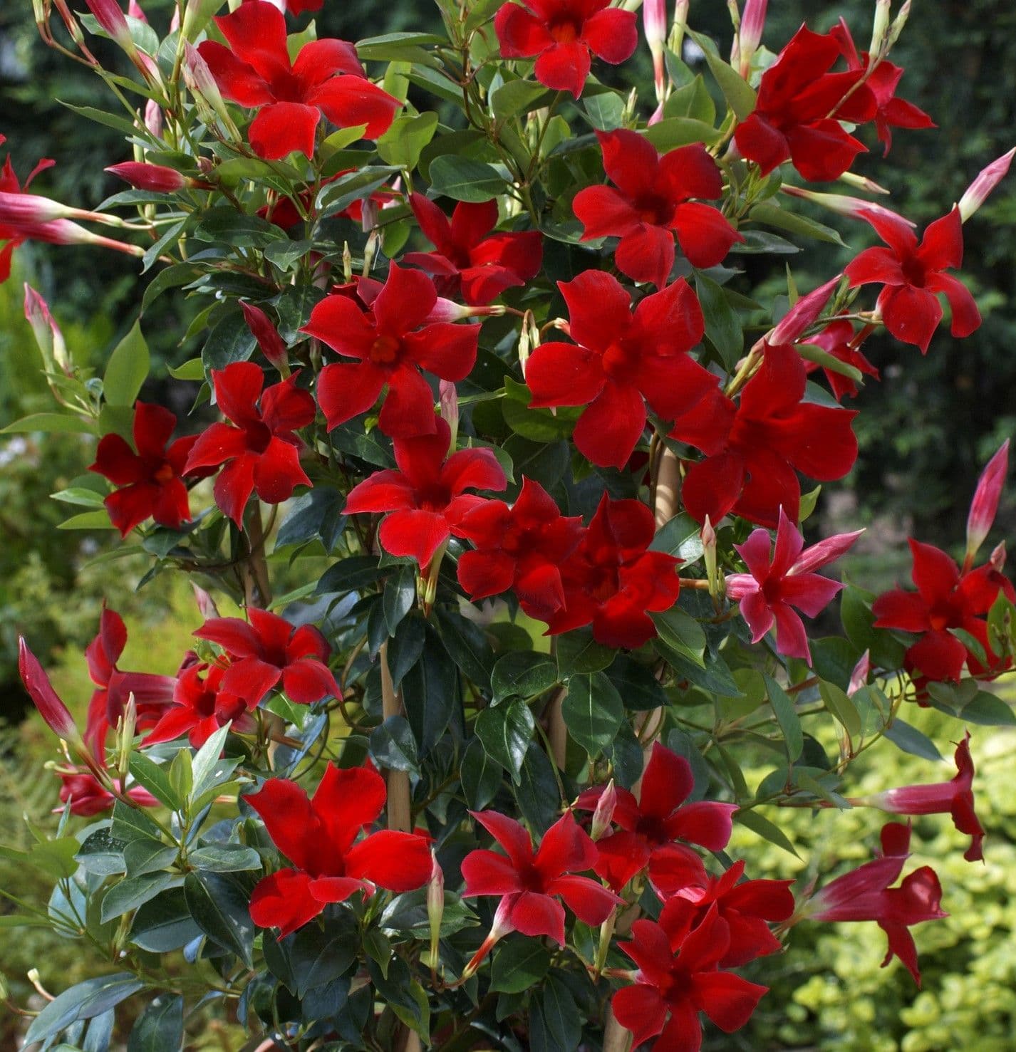 Mandevilla Teepee Sunparasol Pretty Crimson Red