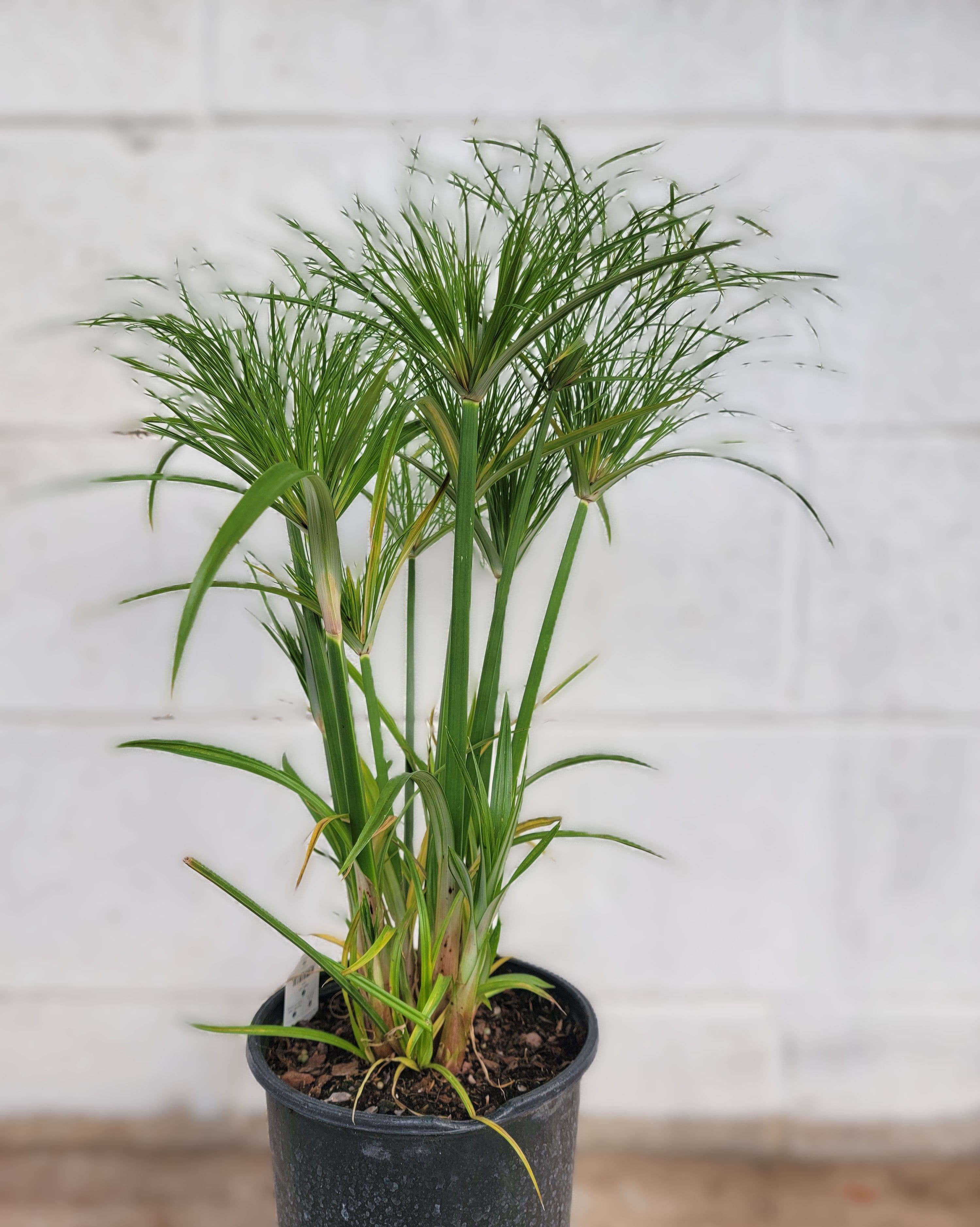 Cyperus Papyrus Prince Tut