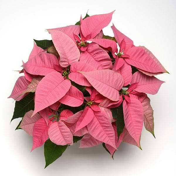 Poinsettia Christmas Joy Pink
