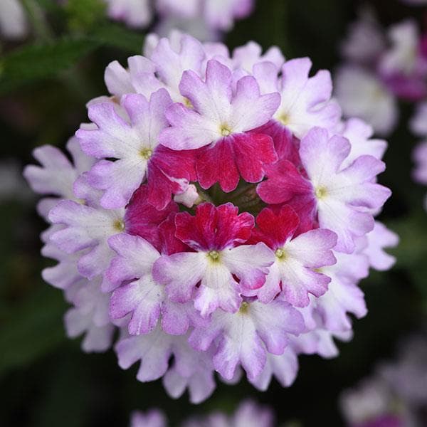 Verbena Firehouse Purple Fizz