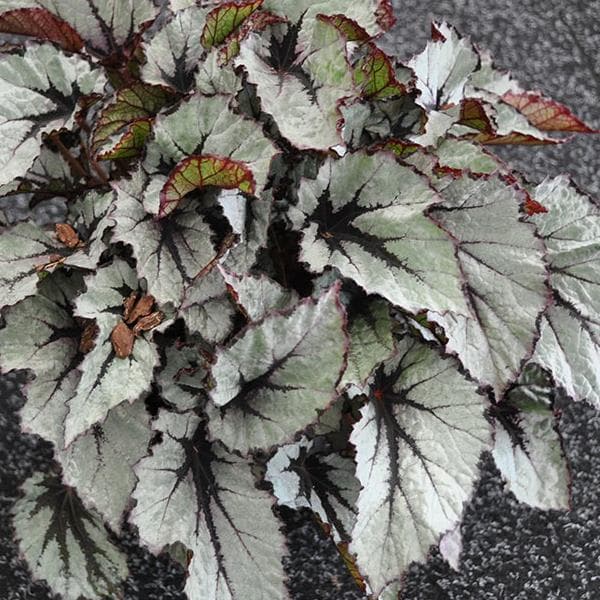 Begonia Rex Shadow King Wintergreen