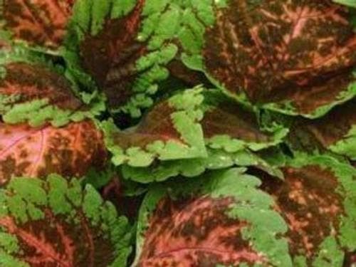 Coleus Kong Salmon Pink