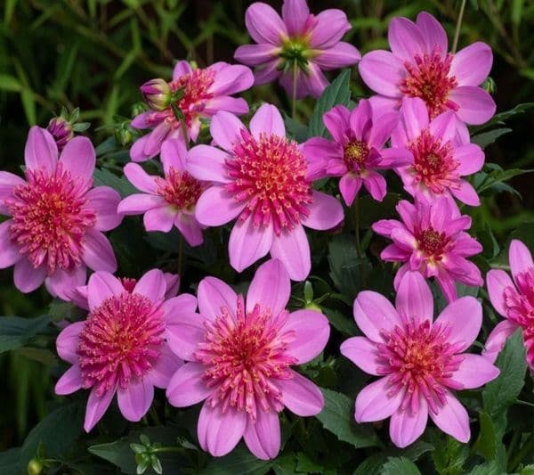 Dahlia Venti Pinkburst