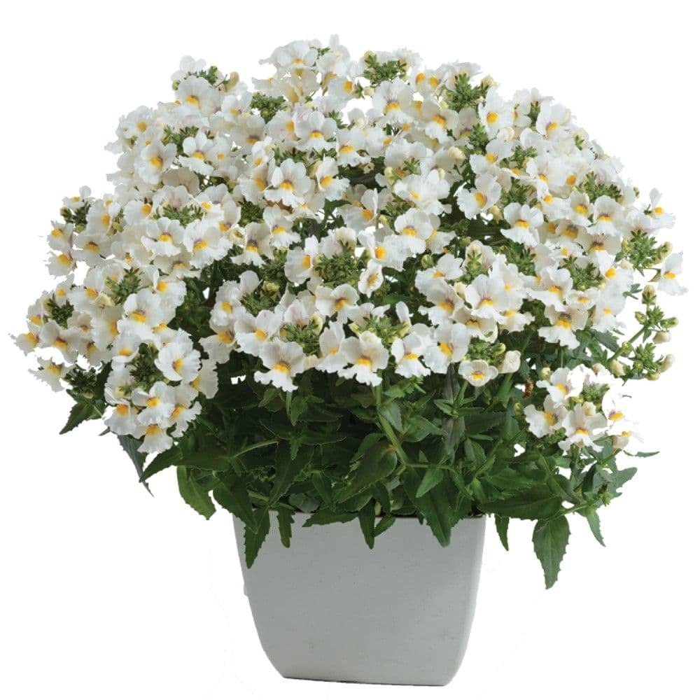 Nemesia Nesia Snow Angel