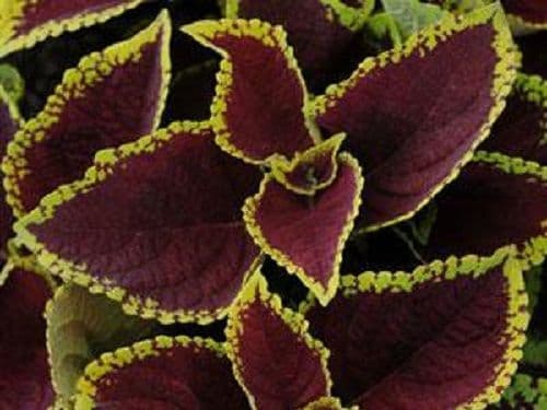 Coleus Kong Jr Scarlet