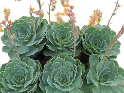 Succulent Echiveria Assorted