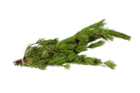 Shore Pine Bunch