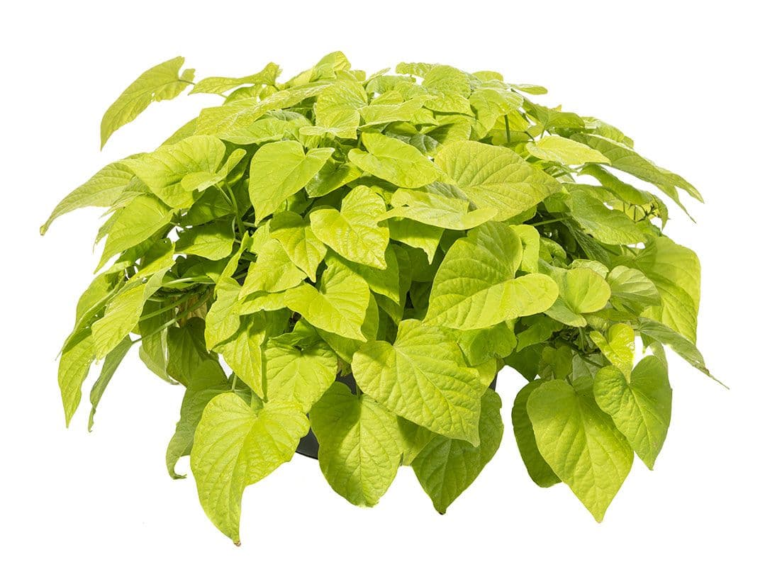 Ipomoea Sweet Georgia Light Green Heart