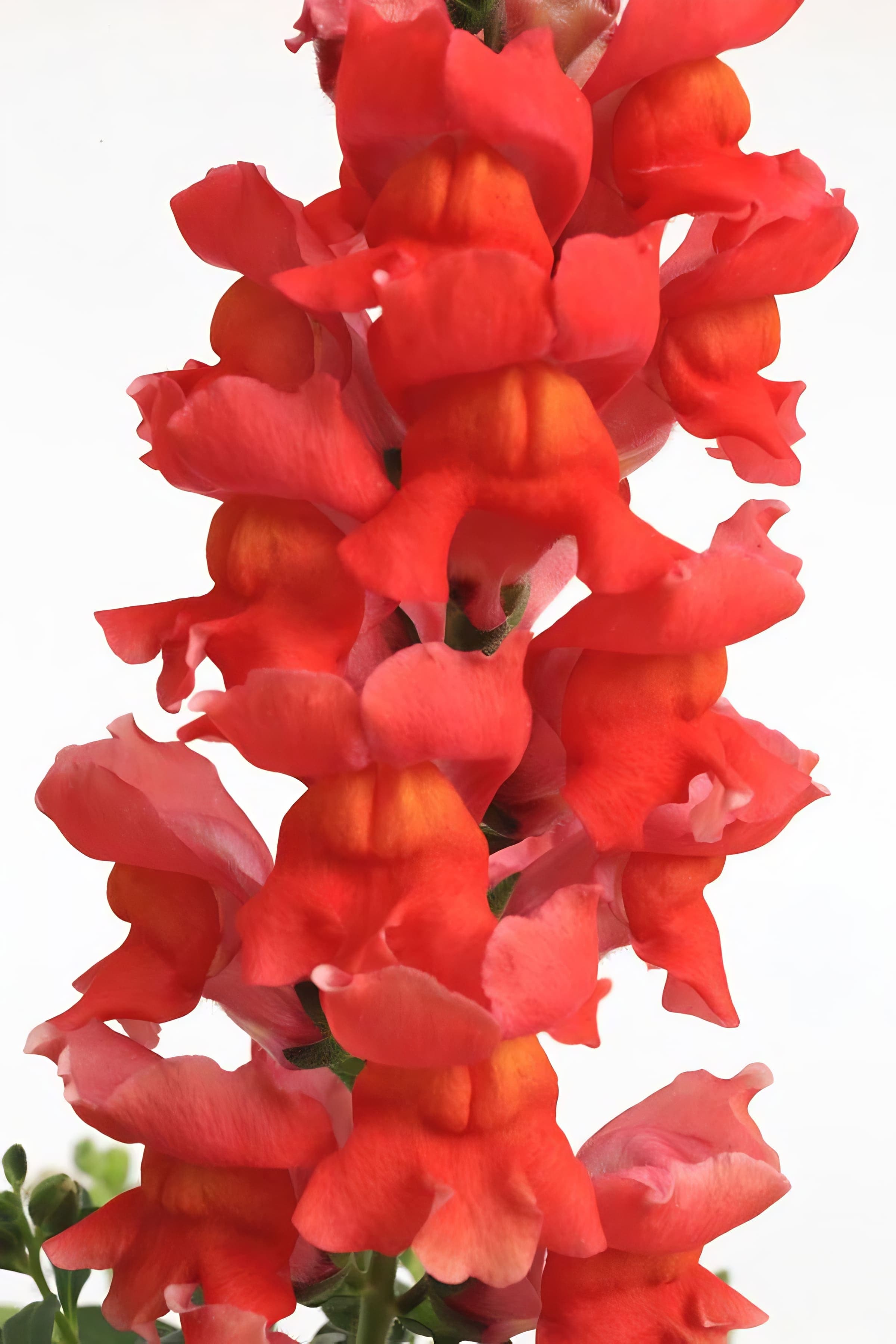 Snapdragon Snaptastic Orange Flame
